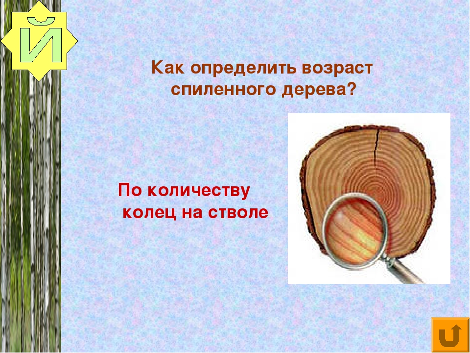 Что можно определить по годичным кольцам. Как определить Возраст дерева по спилу. Определение возраста дерева. Как узнать Возраст дерева по кольцам. Возраст дерева определяют по.