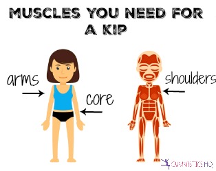 muscles you need for a kip