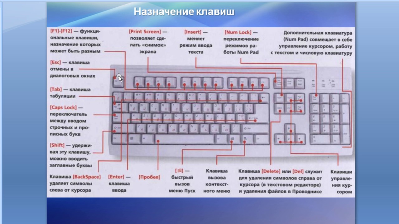 Символ вводимый с клавиатуры при наборе текста отображается на экране дисплея в позиции определяемой